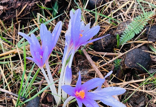 22-09-10 17-56-08 1971